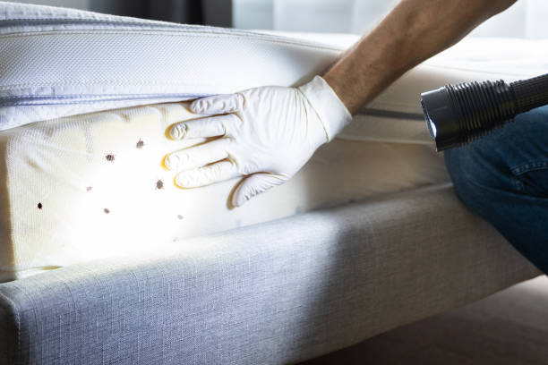 Best Bed Bug Extermination  in Knightstown, IN