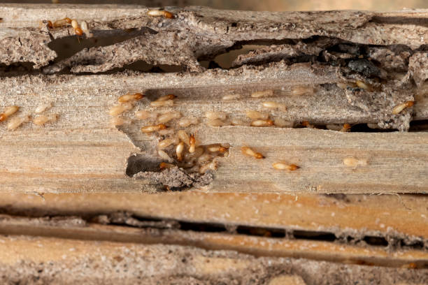 Best Cockroach Control Services  in Knightstown, IN