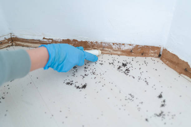 Insect Control in Knightstown, IN